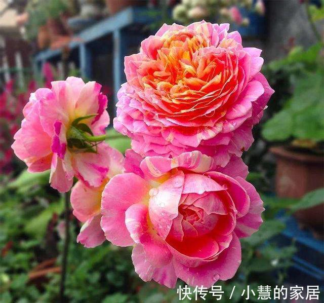 贝拉|家里有院子，建议养这5种花，高级的私家花园至少养一种