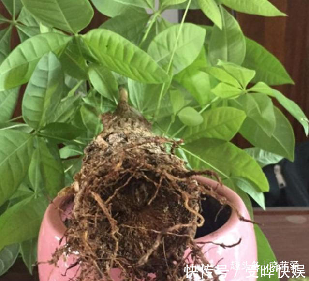 新根|4种“吉利花”,被水浇死了不要扔,简单处理又能长满盆