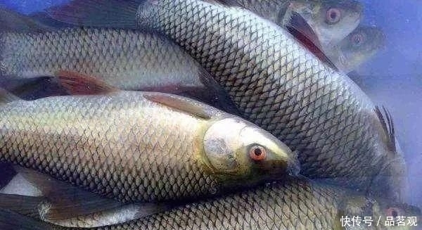 捕到|渔民公认“最难吃”的四种鱼类,爱吃的人不多,捕到也只能扔掉
