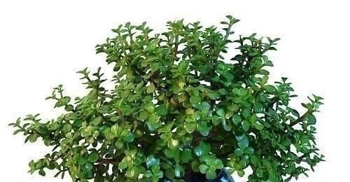 塑形|金枝玉叶,别养错了,30天剪一次,精雕细琢,养成盆景才漂亮!