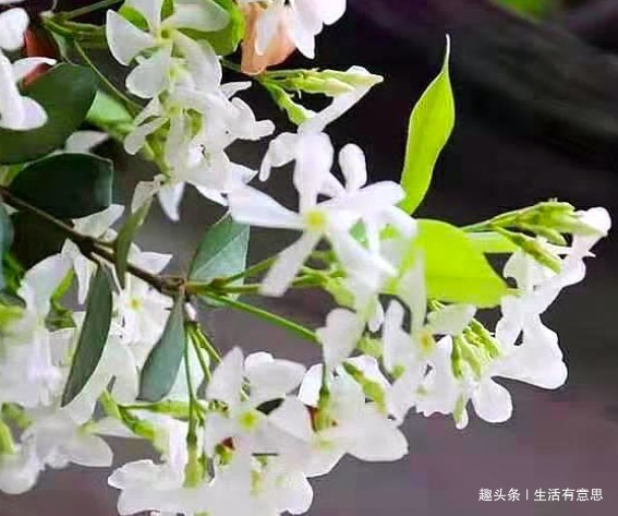 老花匠忠告“3类”花不能浇水,越浇死得越快,可惜很多人不懂