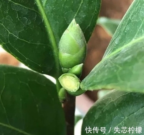 磷酸二氢|茶花怎样养才能一年比一年开花多，正确疏蕾和追肥必不可少