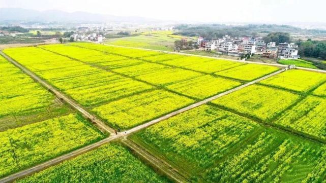 湖口有哪些油菜花观赏地？不用门票也能美到窒息！（附赏花攻略）