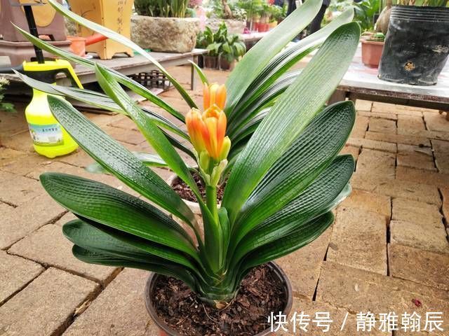 浇水|君子兰长出抽屉叶怎么办直接用刀割成开裆裤恢复吧
