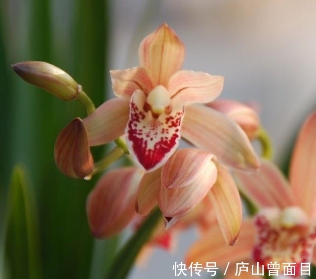 女士养兰花,首选“红满天”,花色艳丽,兰香四溢,长期有花赏!