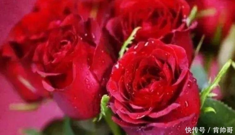 “4种花”养阳台,浇点水就狂开花,养在客厅,人也变美了!