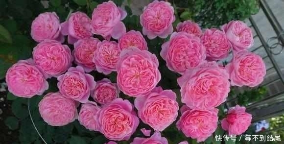 这么美的月季花,竟然是大叔用这5种水浇出来的,花朵比脸还大