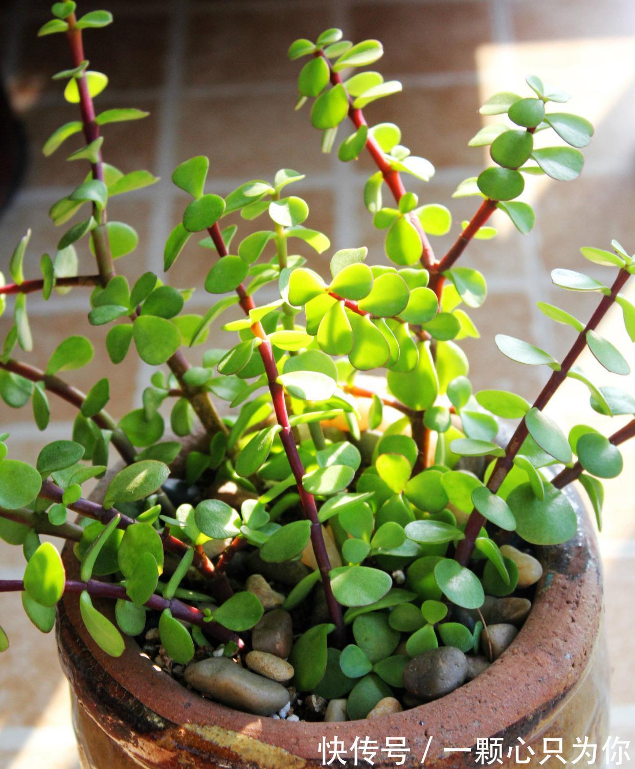 公认好养的5种花,能活一百年,开花吉利带仙气,越养越值钱