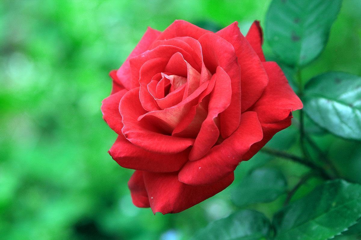 华中皇后|此花世界上种类近万种,被誉为华中皇后,为中国十大传统名花之一