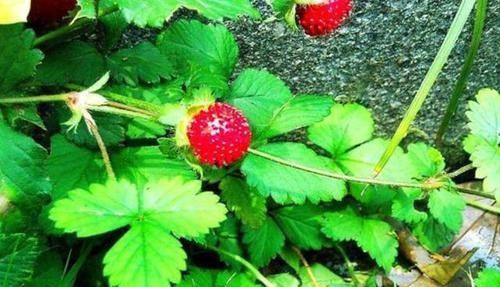 此种植物果实似草莓，叶子四季常青，整个植株上下都是宝