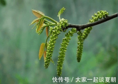 救心菜|农村墙角的一些野菜，具有养心、平肝、降血压、降血脂的作用