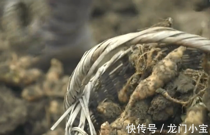 桃花|李时珍说它“服之面如桃花,轻身不老”,路边常有却少人识