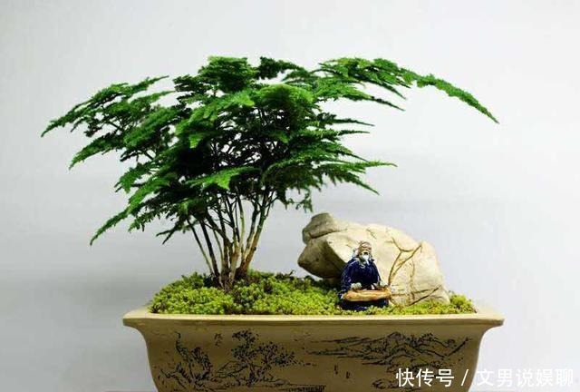 竹子|你以为竹子都是圆的 颠覆三观!