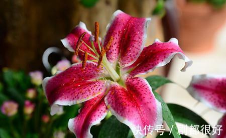 养花试试这几款,花开五瓣,能一年一年连着开花,雍容华贵