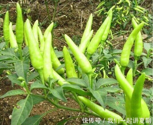 阳台很容易使用，种一盆辣椒，按照四个步骤做盆景，既漂亮又美味