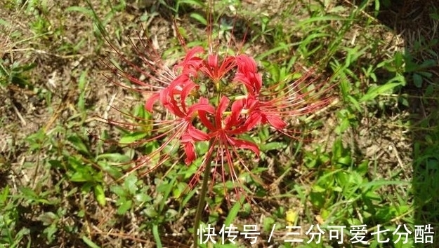 开花不见叶,花叶生生世世永不能相见的植物