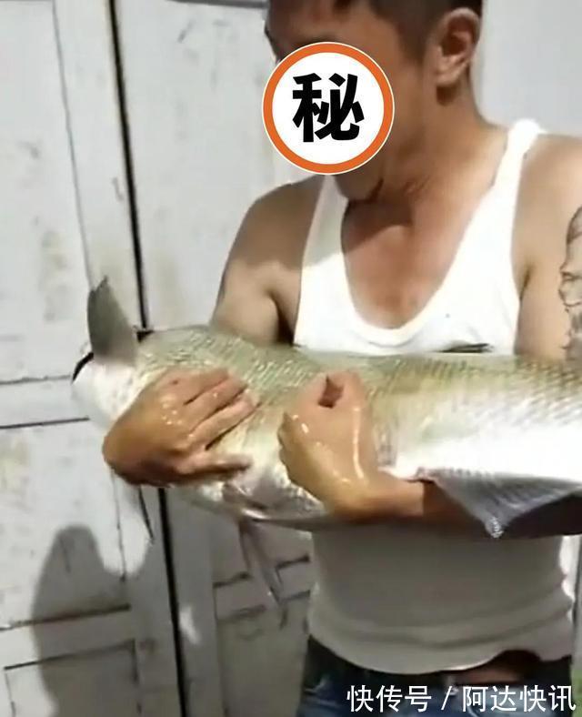 钓友|罕见!四川三岔湖“翘嘴鱼王”被人钓上岸,钓友反馈:抱不动啊