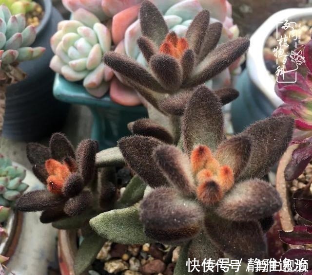 静夜|养多肉三年多,初见惊鸿!累并快乐着!养多肉三年多,初见惊鸿!累并快乐着!