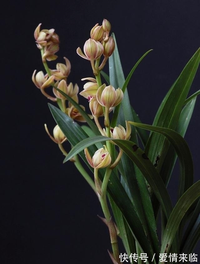 此兰性格“乖巧”，花色由粉红转金黄，香味扑鼻，每年可开花4次