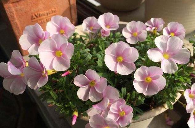 生根|此5种花,花期长又好养,扦插就生根,夏天也一个劲儿的开花