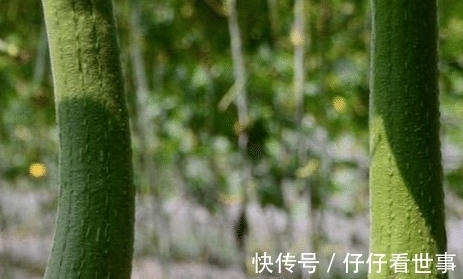 红薯|一旦确诊乳腺增生，4种“零嘴”尽量贪吃，通乳散结，身体更健康