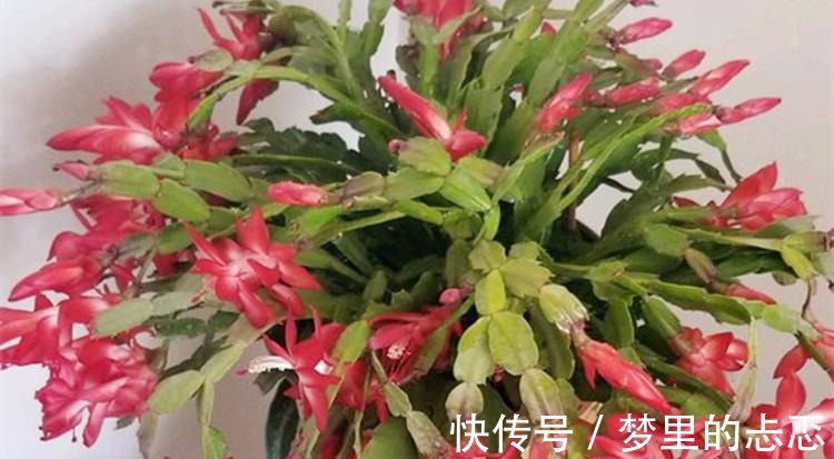 蟹爪兰叶子“打焉”,用这个“小方法”,叶片肥厚,长势更旺!