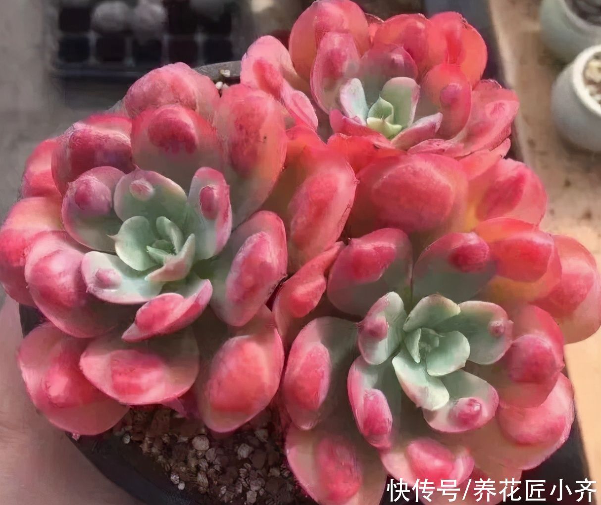 多肉用什么土合适?“酸土”叶片红,“碱土”叶片黄,各有各的美