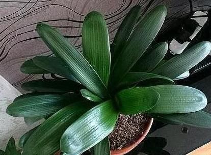 在家怎么养好君子兰记牢3点关键,叶片油绿、根满盆