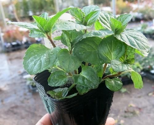 空气干燥、蚊虫多、异味大家里养这“4种花”,什么烦恼都没了