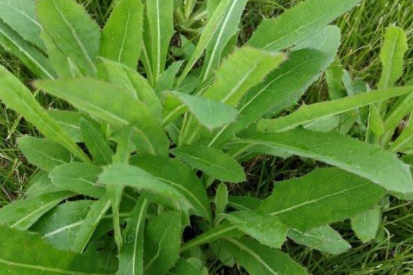 马齿苋|夏季必吃的四种野菜,既是食材又是药材,营养健康多给家人吃!