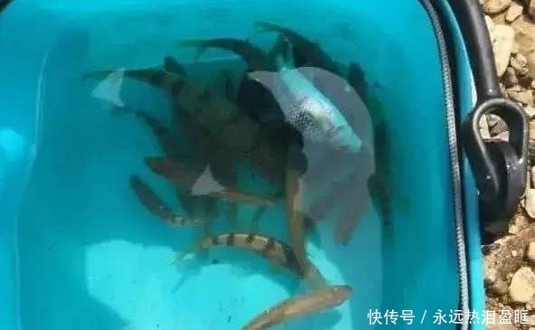 海鲜|这5种鱼,虽然“美味”但比海鲜还贵,价格动辄几百上千元
