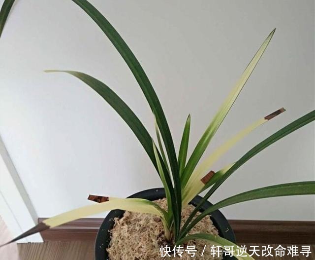 兰花叶片焦尖,剪了还往下焦,5个方面下手来解决!