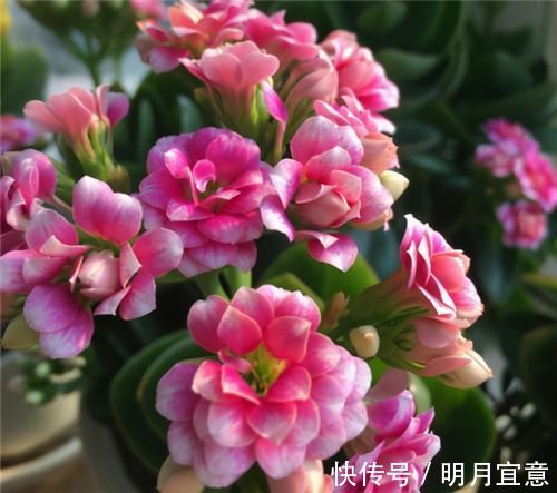 花期|长寿花不现苞?直接“放大招”,花苞直冒,开花不断大半年