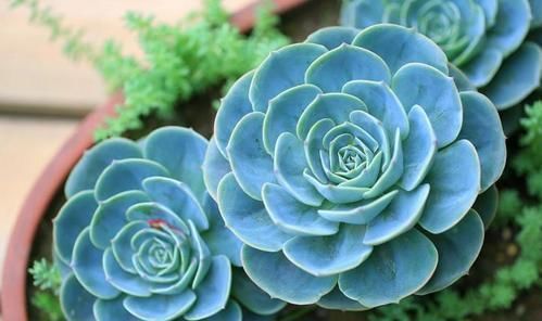 秋丽秋丽|4种漂亮多肉,好看又好养,容易出状态,价格便宜,适合新手