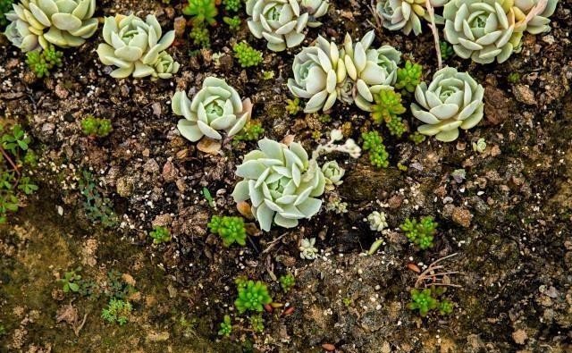 半阴或者|养这5种多肉,别总让晒太阳,晒的越多损失越大