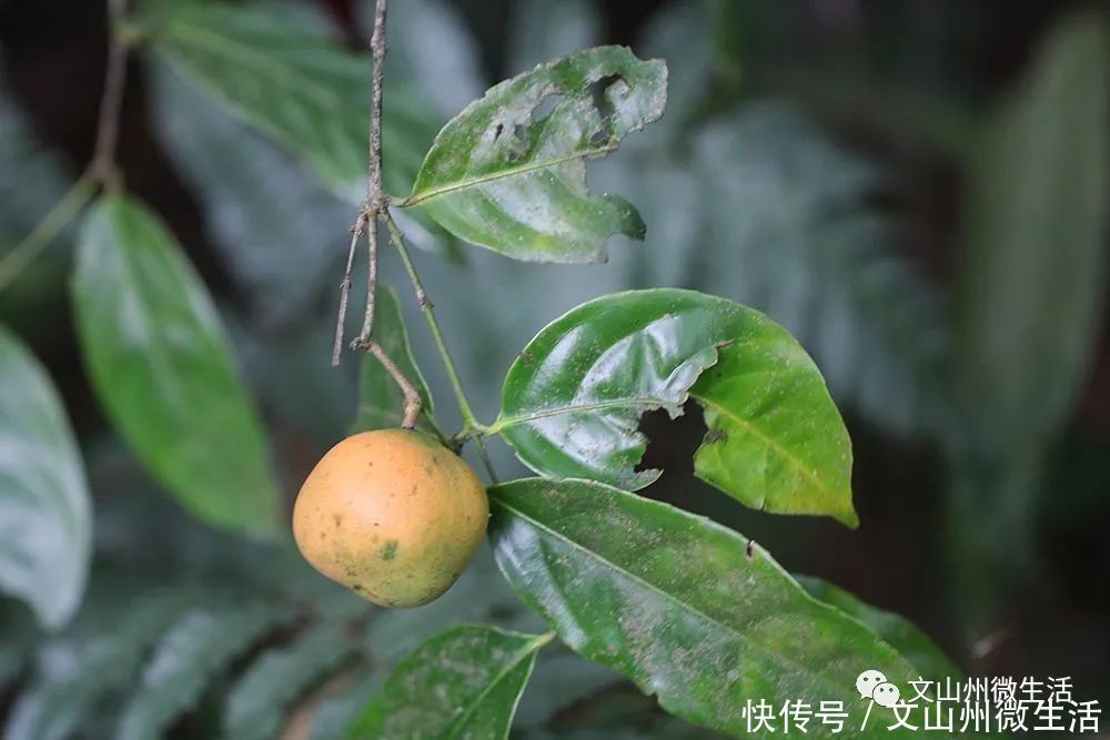 文山州这里发现五层龙