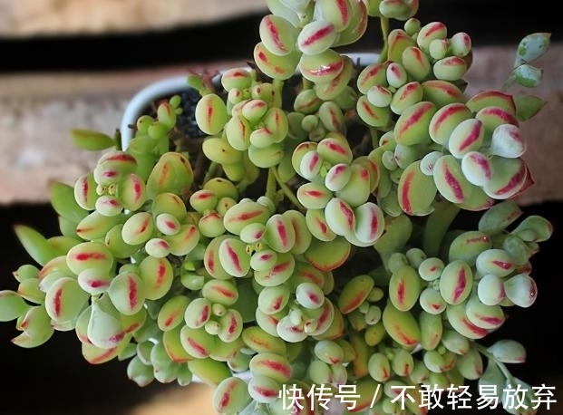 多肉盆栽,天冷不上色怎么办?关小黑屋叶子1个月就变糖果色