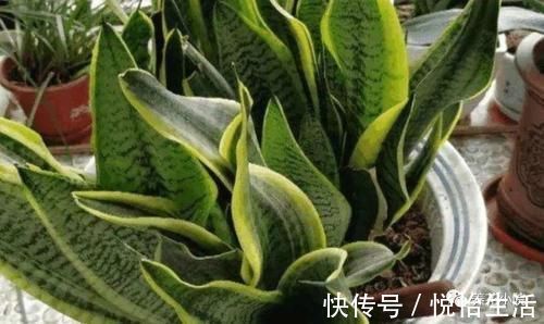 家中养花,别用这3种土,用上长不旺,影响开花