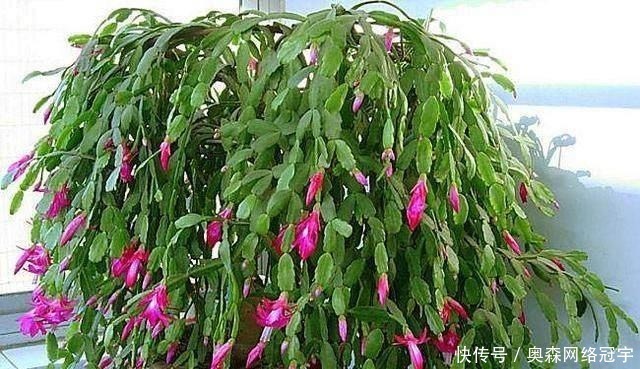 “它”的汁液,对“蟹爪兰”有奇效,一杯“水”一株变数株!