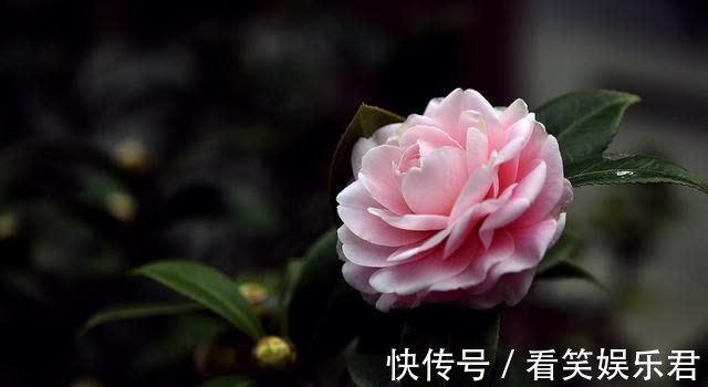 客鬓#「诗词鉴赏」山茶花开时,十一首山茶花的诗词,烂红如火雪中开