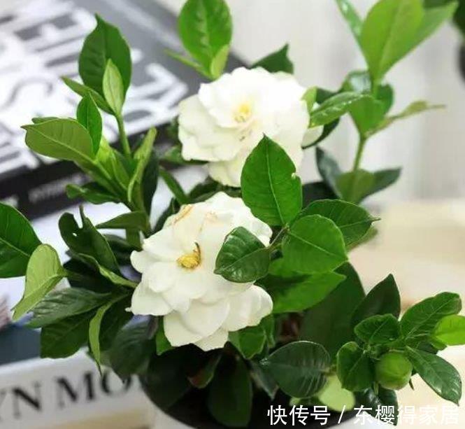 4种花是花中劳模，一年四季开花不断，一盆千百朵，枝头花苞满