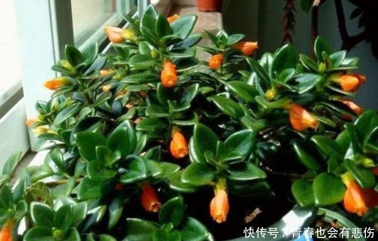 百合花|最适合新手养的4种花,开花爆盆很简单,满树都是花朵,漂亮极了