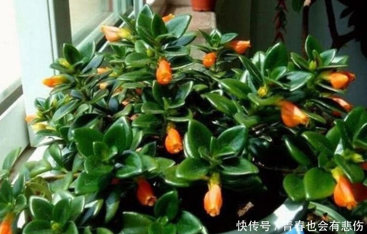 百合花|最适合新手养的4种花，开花爆盆很简单，满树都是花朵，漂亮极了