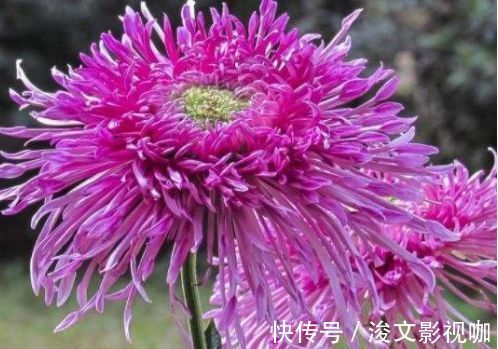 喜欢菊花,不如养盆“菊中精品”硫华菊,花开野性美,爆成菊花海
