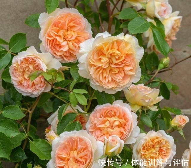 如何让月季弱苗在春天满血复活让你的月季抓住春风长成壮苗吧!