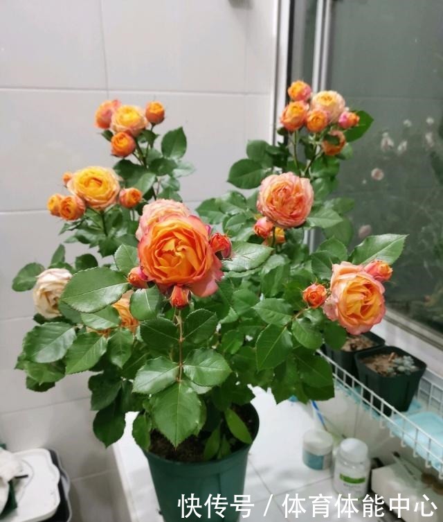 月季藏有“小开关”，长出“这种”枝条别乱剪，养2周花朵爆盆！