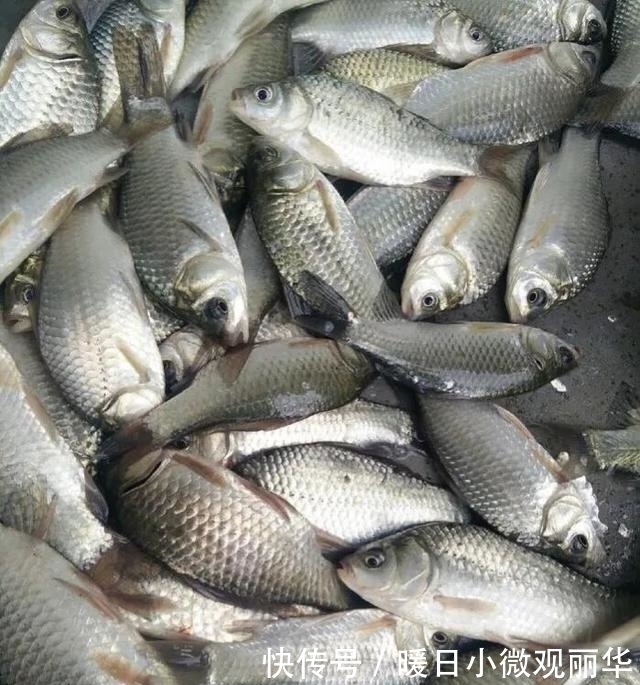 夏天|夏天钓鱼钓深还是钓浅,钓远还是钓近?看完你就明白了