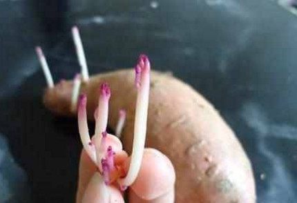 此物|有三种食物发芽后不可食用,但此物发芽后特别有营养,可以食用