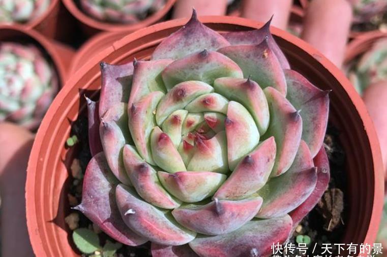 卡罗拉|多肉桃太郎不是吉娃娃,但它们实在太相似,很多时候我也区分不开