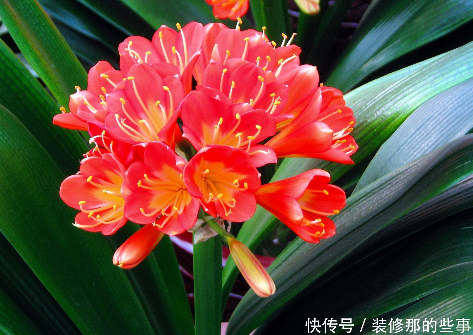 君子兰养护有妙招,盆里加上这些东西,开花很容易